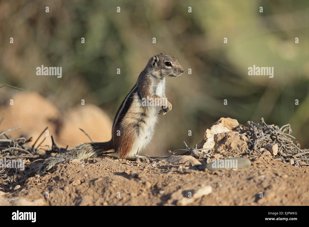 Barberia di massa (scoiattolo Atlantoxerus getulus) adulto, in piedi sulle zampe posteriori, Marocco, Novembre Foto Stock