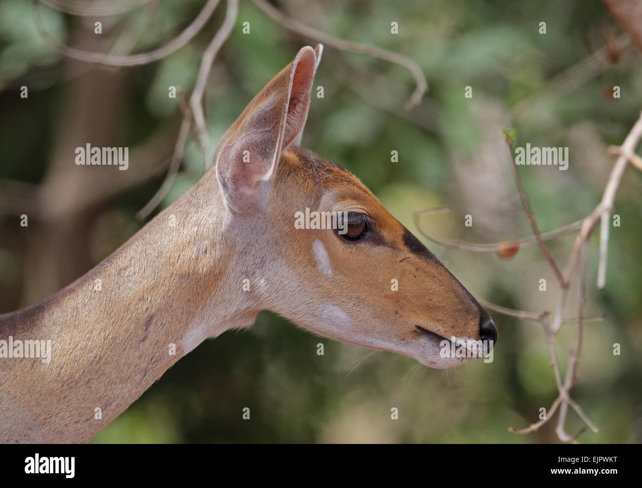Central Bushbuck (Tragelaphus scriptus phaleratus) femmina adulta, close-up di testa, Mole N.P., Ghana, Febbraio Foto Stock