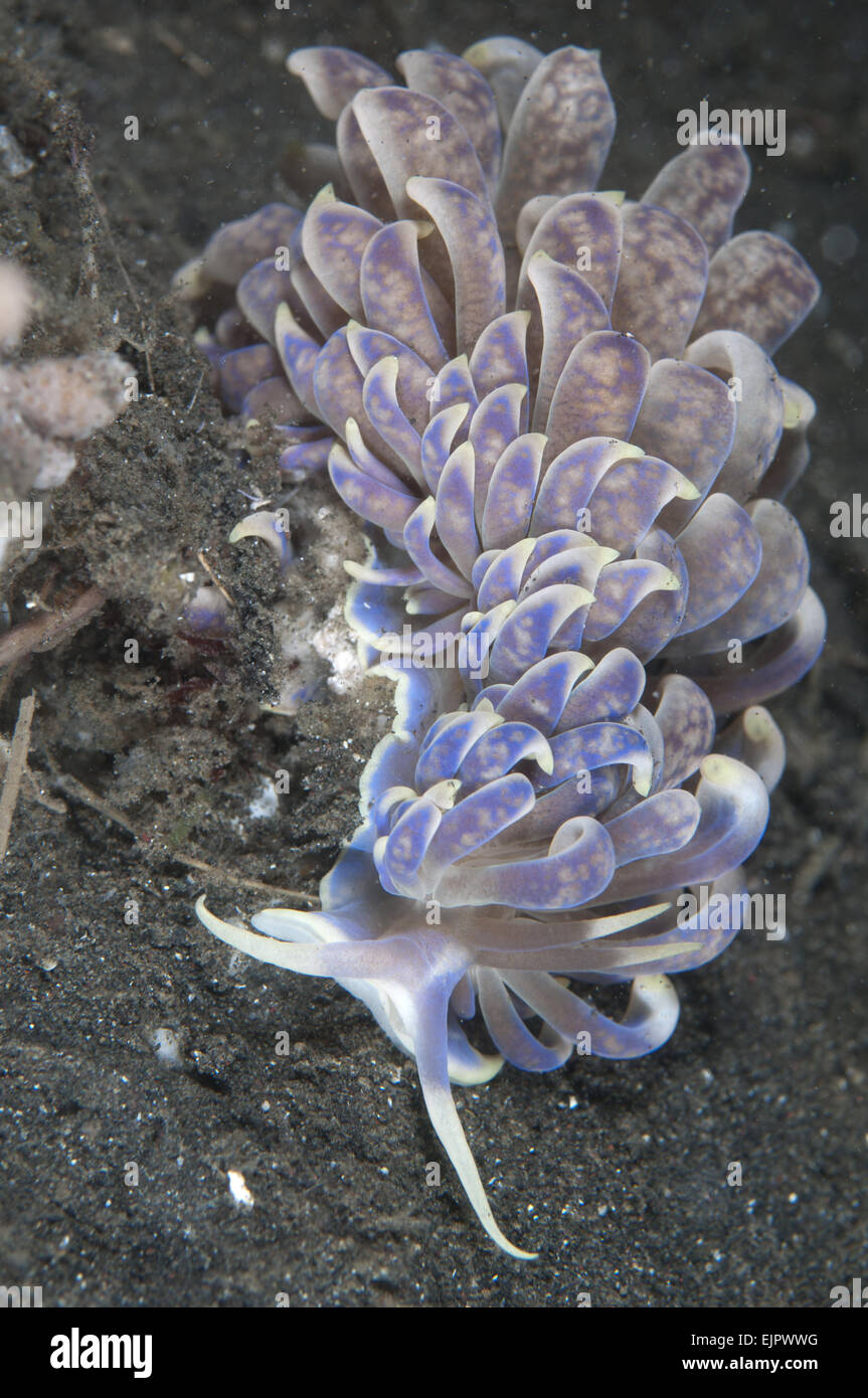 Criptico Nudibranch Phyllodesmium (Phyllodesmium crypticum) adulto, sulla sabbia nera, Joleha, Lembeh Straits, Sulawesi, maggiore Sunda Islands, Indonesia, Marzo Foto Stock