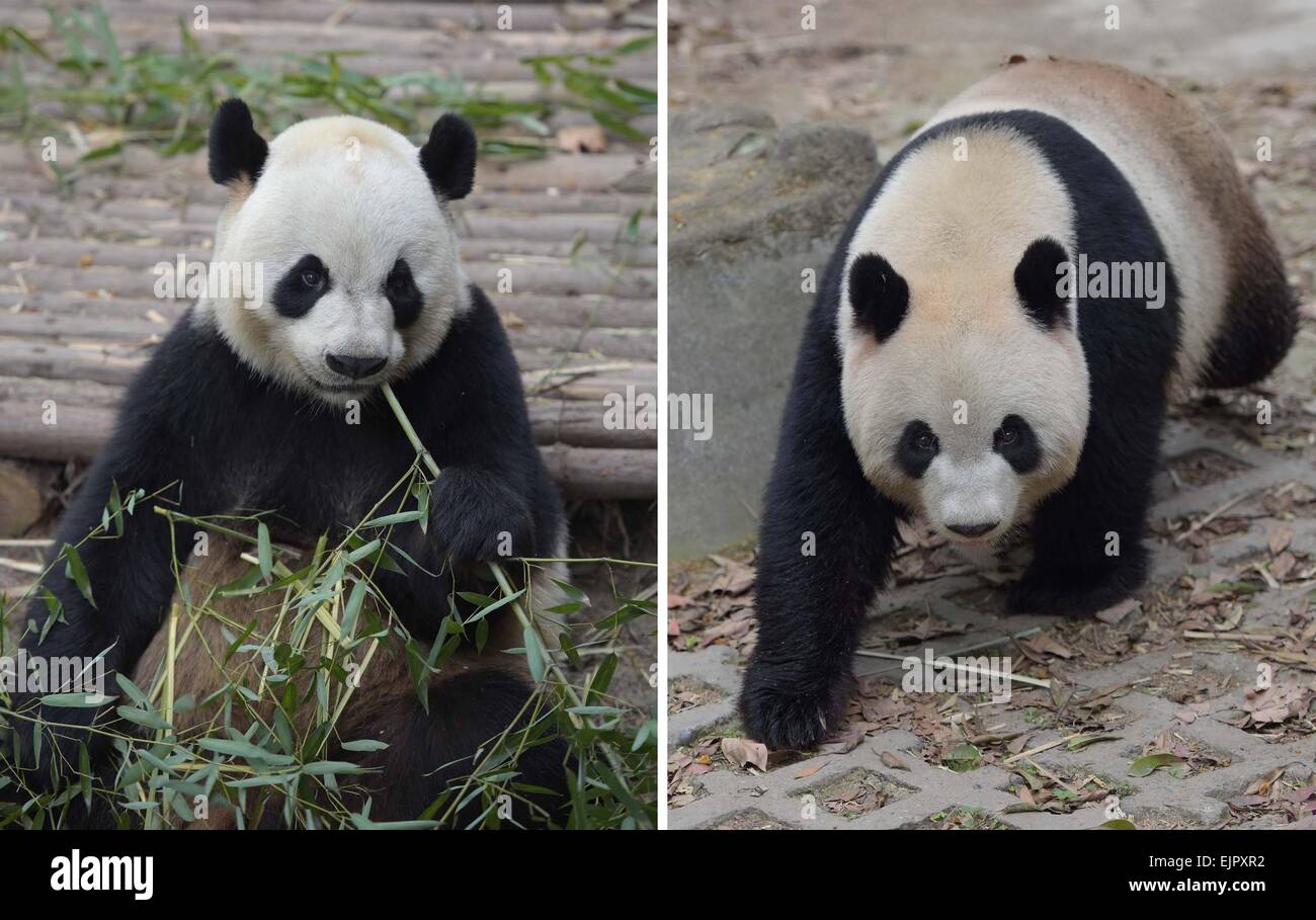 (150331) -- CHENGDU, Marzo 31, 2015 (Xinhua) -- Combo foto scattata il 31 marzo 2015 mostra panda giganti Yalin (L) e Shurong a Chengdu Research Base del Panda Gigante allevamento nel sud-ovest della Cina di provincia di Sichuan. Un paio di panda giganti, quello femminile Shurong e quello maschio Yalin, sono stati selezionati da 55 candidati che hanno soddisfatto il requisito di età martedì come doni da parte del governo centrale a Macao dopo tre mesi di deliberazione. Il pandas sia a 110 chilogrammi di peso, sarà volato a Macao all'inizio di maggio, prendendo il posto di due pandas precedentemente inviato come doni. (Xinhua/Xu Foto Stock