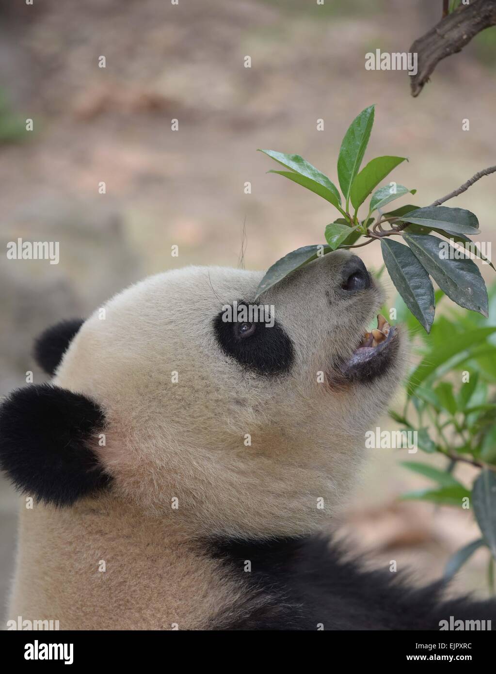 Chengdu. 31 Mar, 2015. Foto scattata il 31 marzo 2015 mostra panda gigante Shurong a Chengdu Research Base del Panda Gigante allevamento nel sud-ovest della Cina di provincia di Sichuan. Un paio di panda giganti, quello femminile Shurong e quello maschio Yalin, sono stati selezionati da 55 candidati che hanno soddisfatto il requisito di età martedì come doni da parte del governo centrale a Macao dopo tre mesi di deliberazione. Il pandas sia a 110 chilogrammi di peso, sarà volato a Macao all'inizio di maggio, prendendo il posto di due pandas precedentemente inviato come doni. Credito: Xue Yubin/Xinhua/Alamy Live News Foto Stock