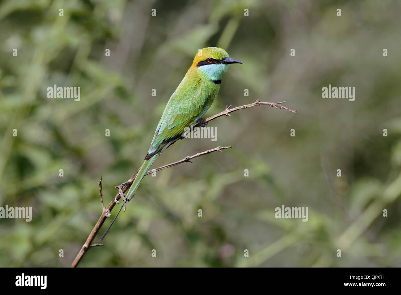 Poco verde Gruccione (Merops orientalis) adulto, appollaiato sul gambo, Udawalawe N.P., Sri Lanka, Gennaio Foto Stock