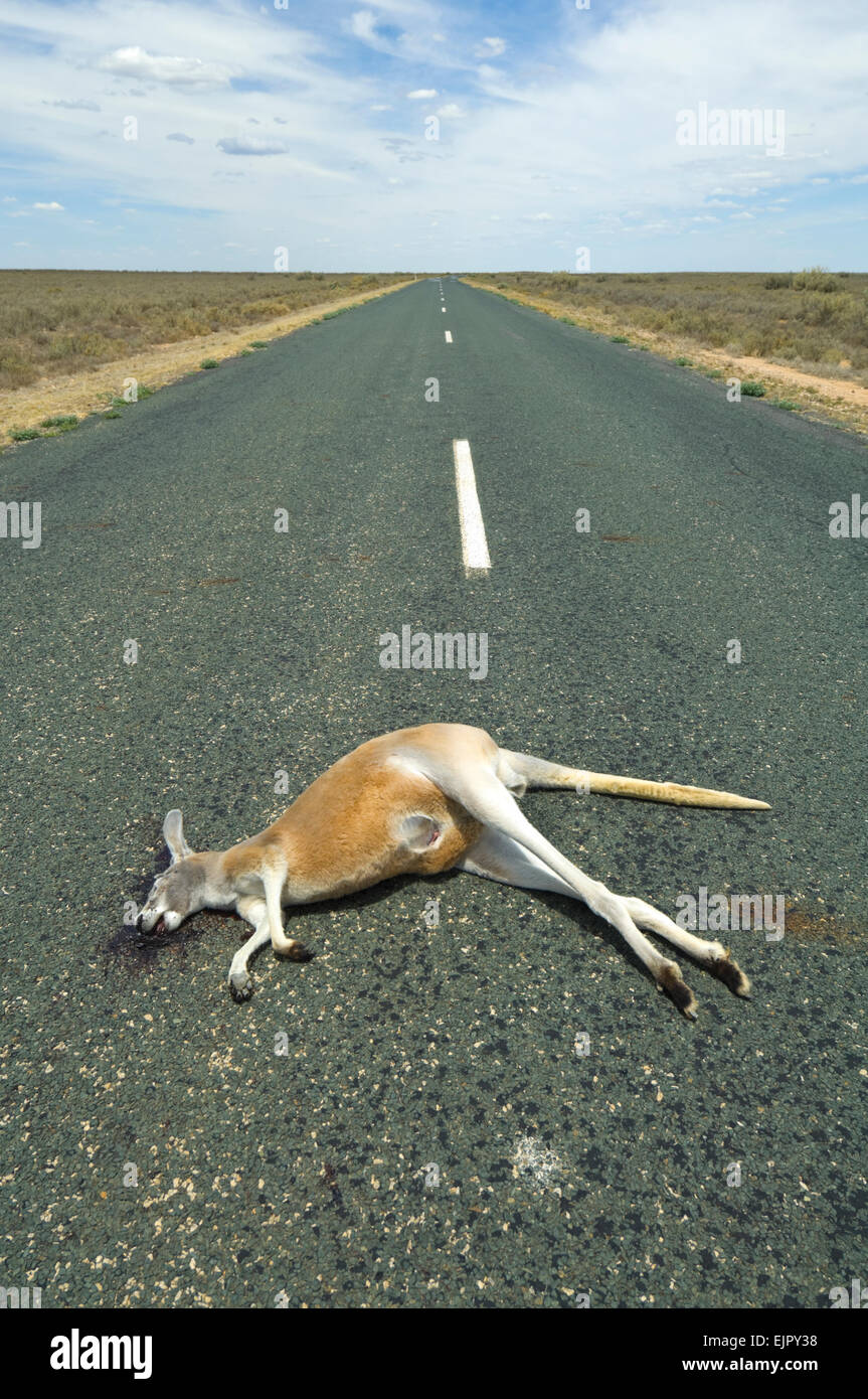 Canguro rosso (Macropus rufus) roadkill, Nuovo Galles del Sud, Australia Foto Stock