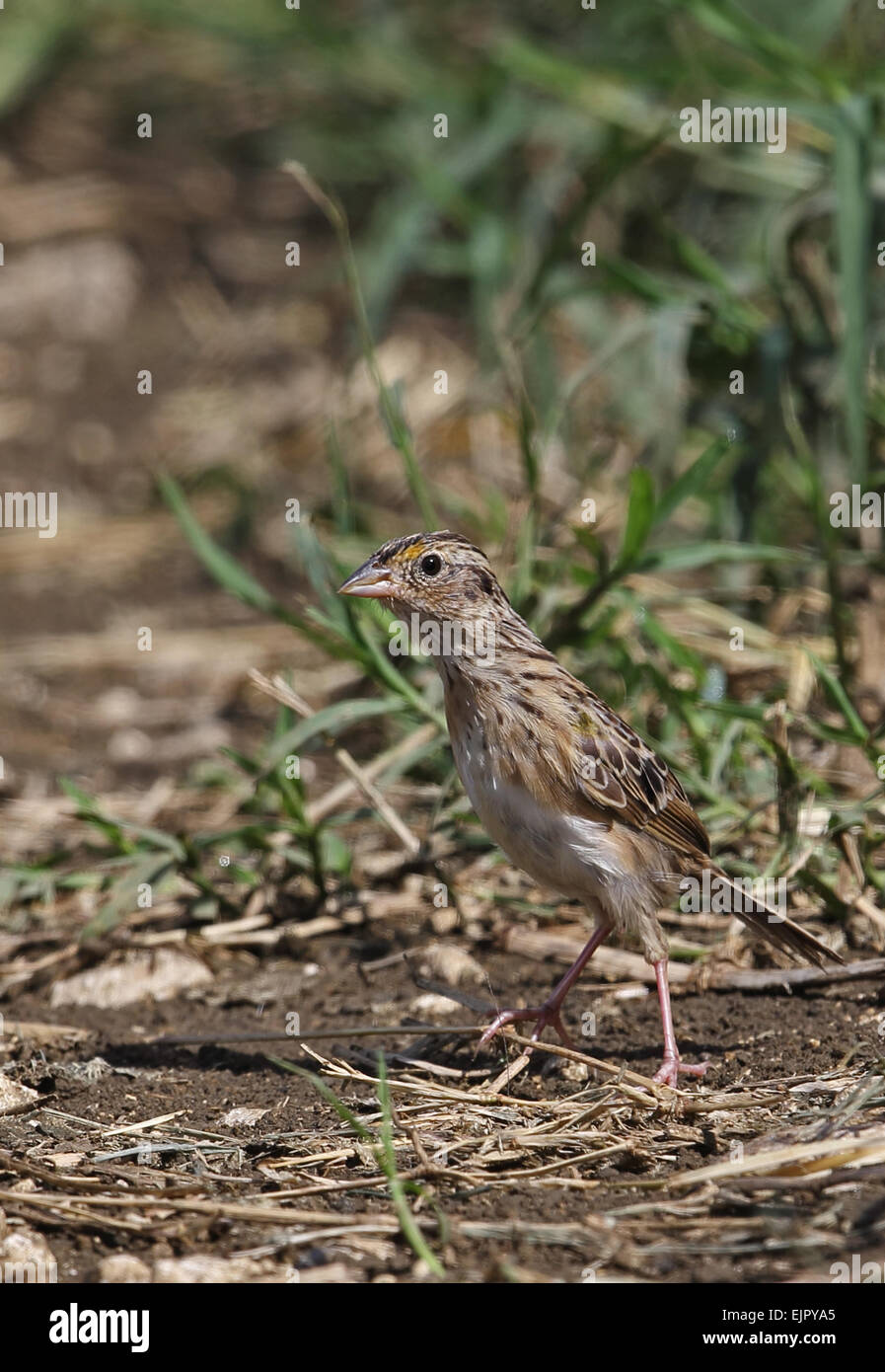 Grasshopper Sparrow (Ammodramus savannarum savannarum) femmina adulta, in allarme la postura eretta sulla terra, Manchester, Giamaica, Foto Stock