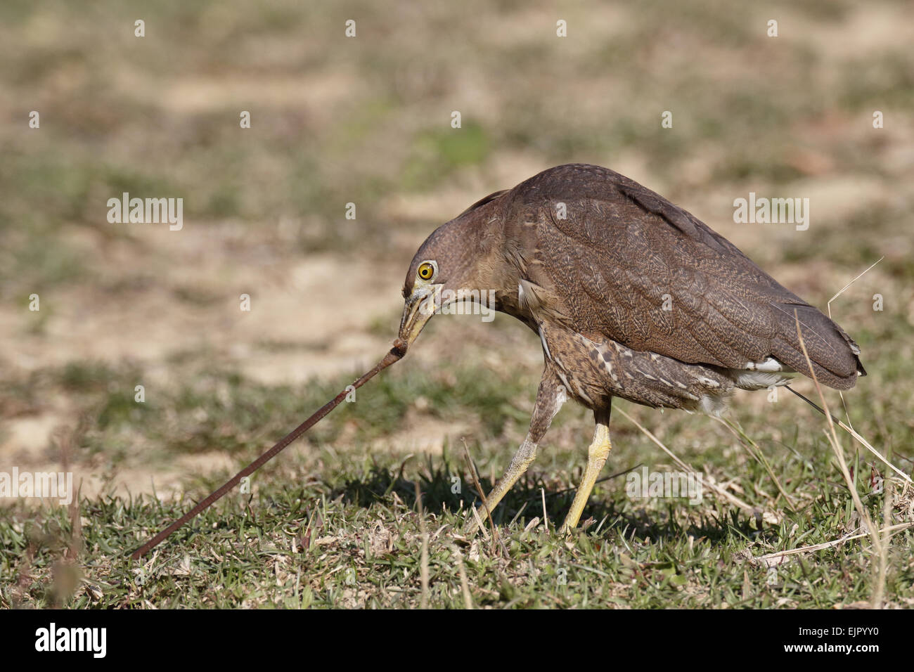 Notte Giapponese-heron (Gorsachius goisagi) maschio immaturo, primo inverno piumaggio, alimentazione, tirando lombrico da terra in abbandonato paddyfield, Hong Kong, Cina, dicembre Foto Stock