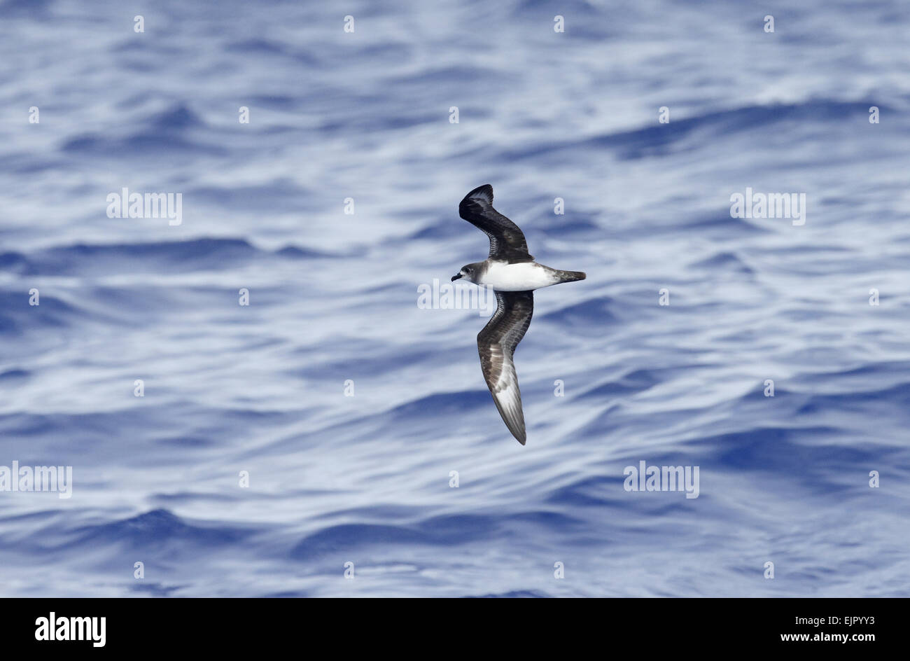 Herald Petrel (Pterodroma heraldica) luce morph, adulto, in volo sopra il mare, a sud-est di Mangareva, isole Gambier, Polinesia francese, Novembre Foto Stock