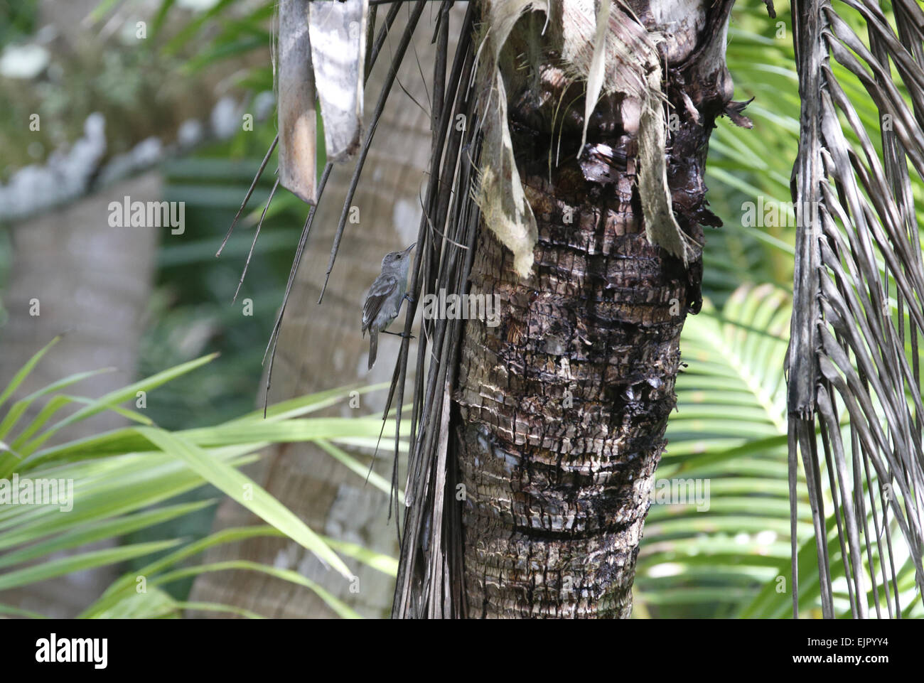 Henderson Cannaiola (Acrocephalus taiti) adulto, rovistando sulle palme di cocco, Isola di Henderson, Isole Pitcairn, South Pacific Foto Stock