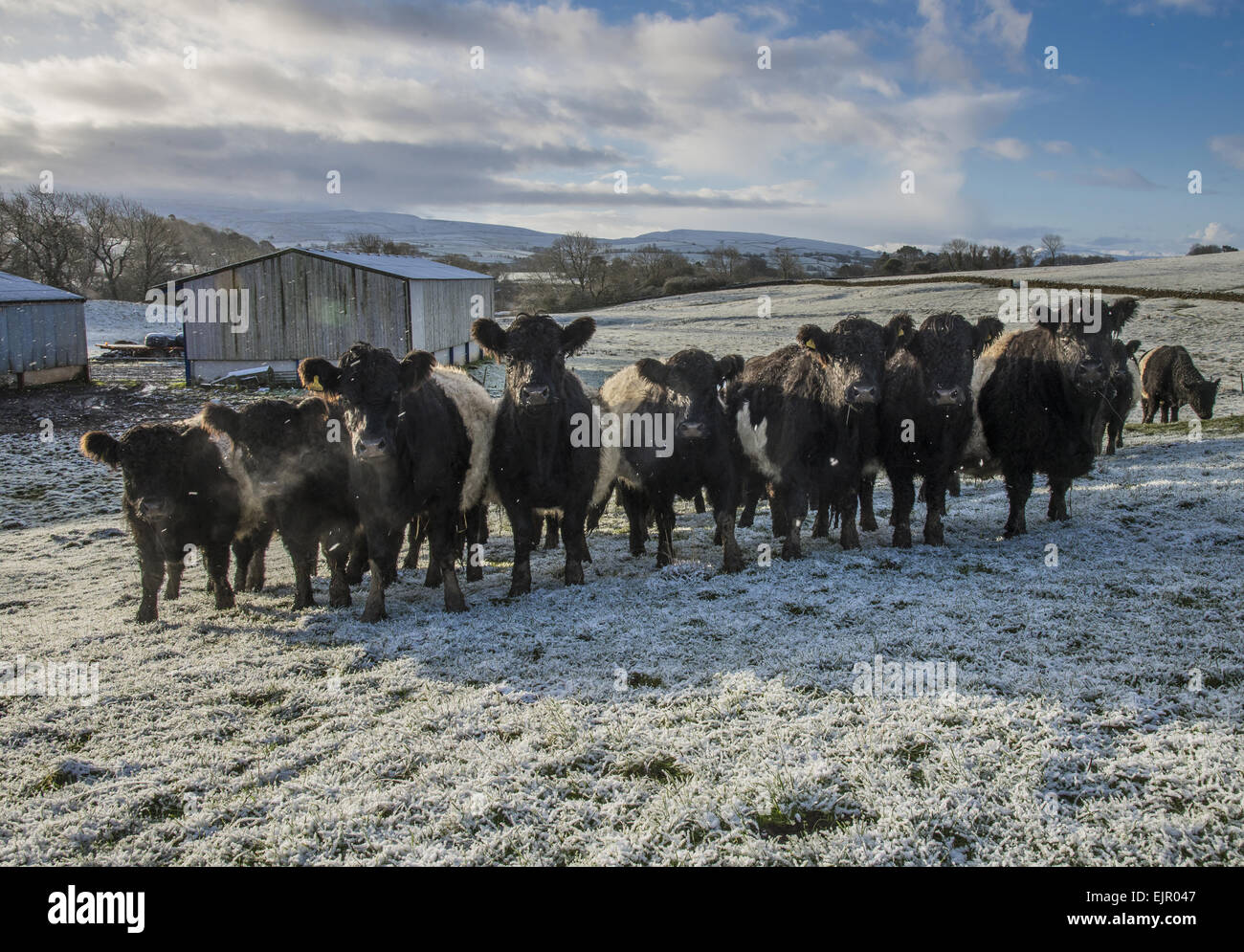 Bovini domestici, Belted Galloway mandria bovina, in piedi di gelo coperta di pascoli, Brough, Kirkby Stephen, Cumbria, Inghilterra, Dicembre Foto Stock