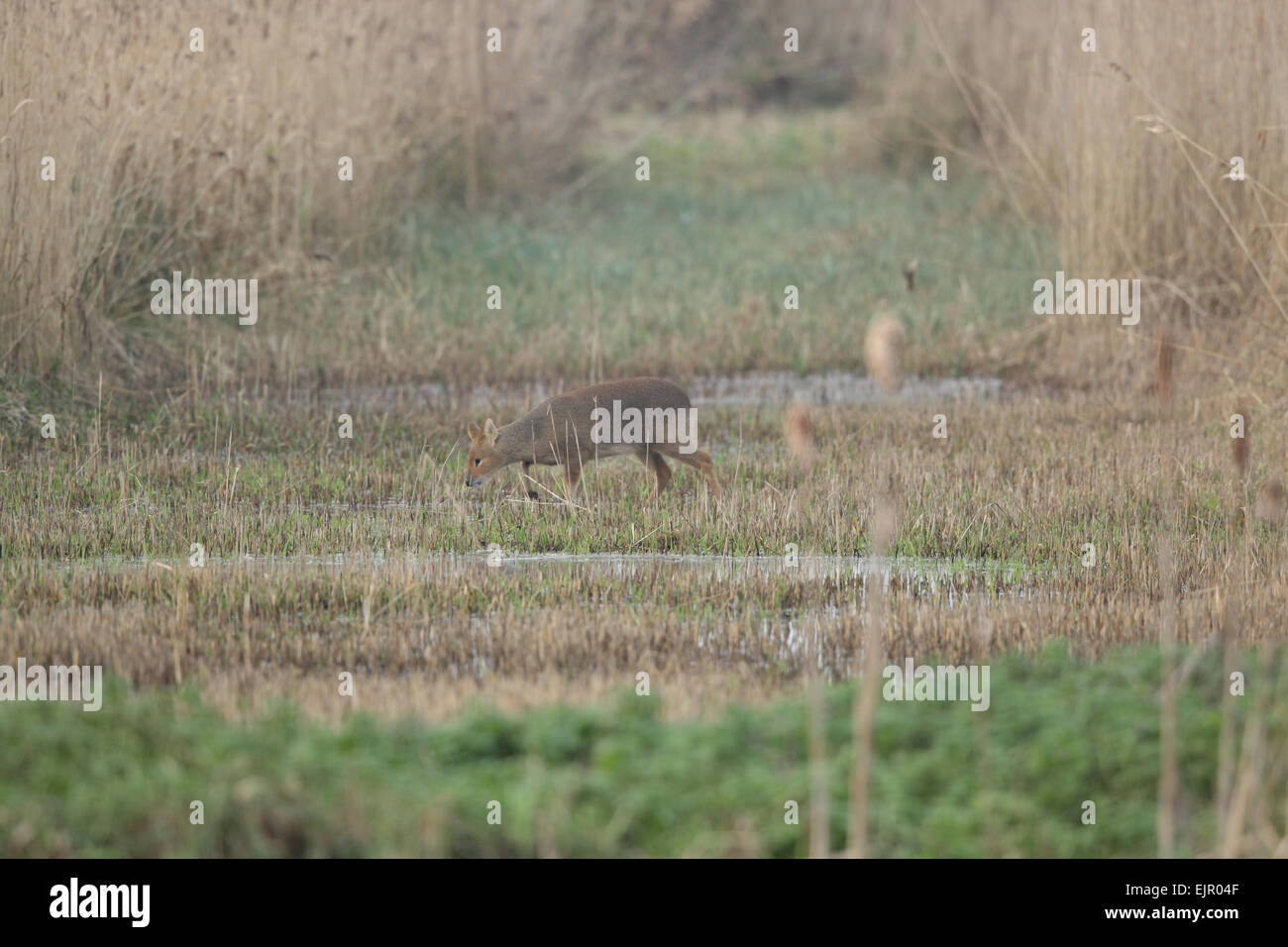 Acqua cinese Deer (Hydropotes inermis) femmina adulta, passeggiate in area sgombra di reedbed, Strumpshaw Fen RSPB Riserva, Fiume y vengono, il Parco Nazionale Broads del Norfolk, Inghilterra, Novembre Foto Stock