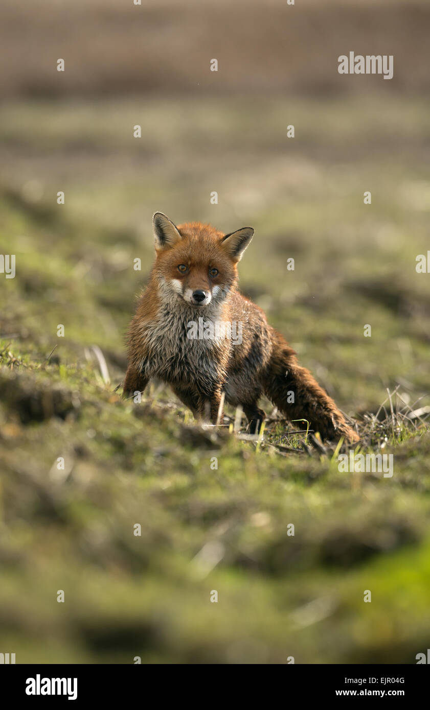 Rosso europeo volpe (Vulpes vulpes) adulto, catturati su paludi costiere ad alta marea, Parkgate Marsh RSPB Riserva, Dee Estuary, Cheshire, Inghilterra, Febbraio Foto Stock