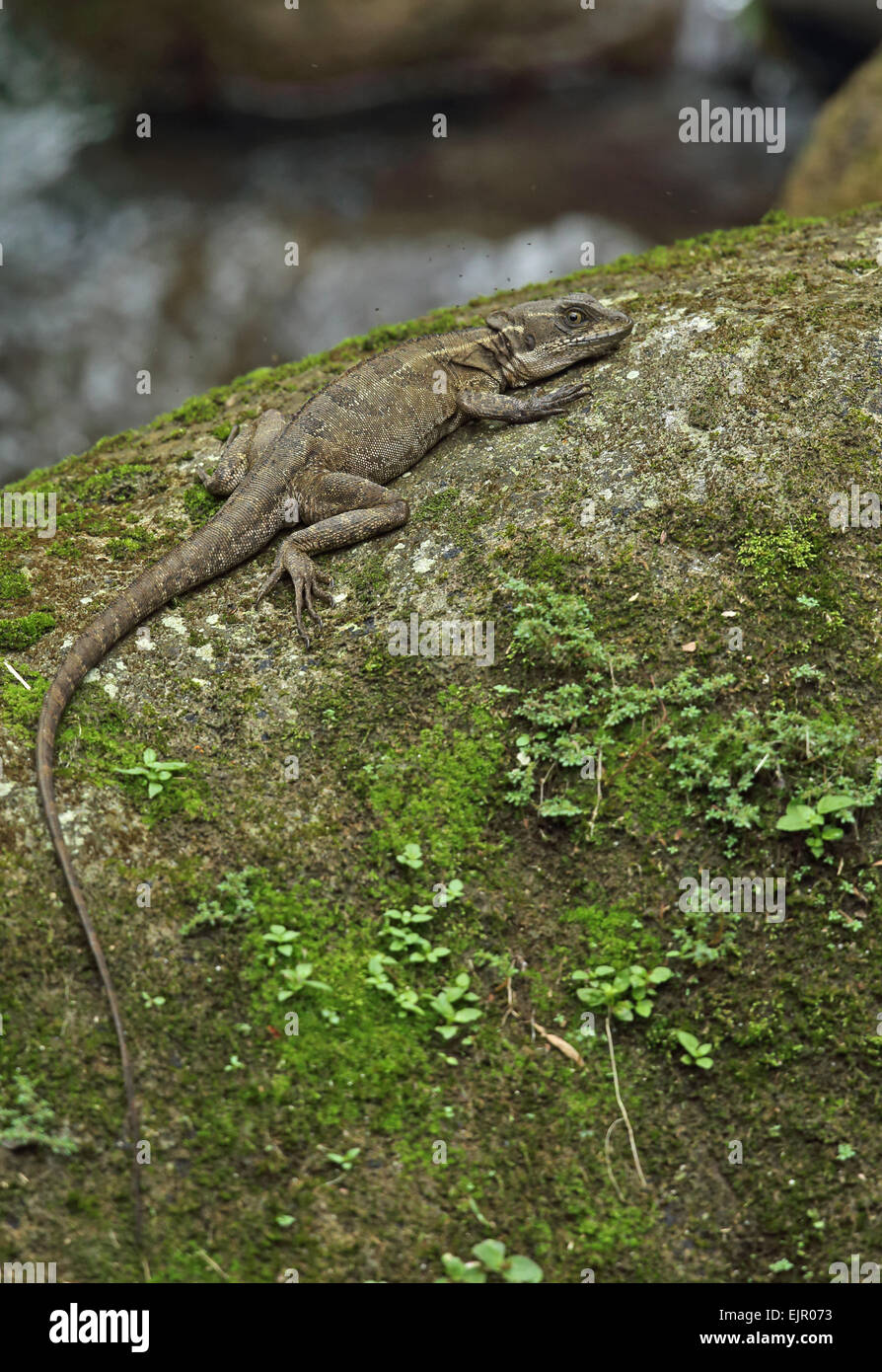 Basilisk comune (Basiliscus Basiliscus) adulto, con piccoli insetti in volo attorno alla testa, poggiante sulla roccia di fiume, la Tettoia Lodge, El Valle, Panama, ottobre Foto Stock
