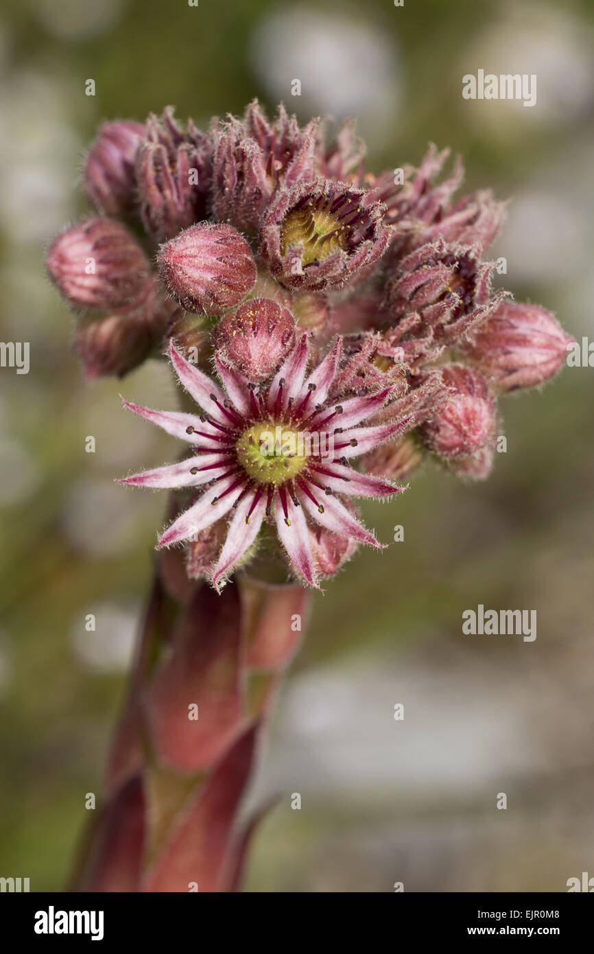 Semprevivo comune (Sempervivum Copernicia) fioritura, Vercors, sulle Alpi francesi, Francia, Agosto Foto Stock