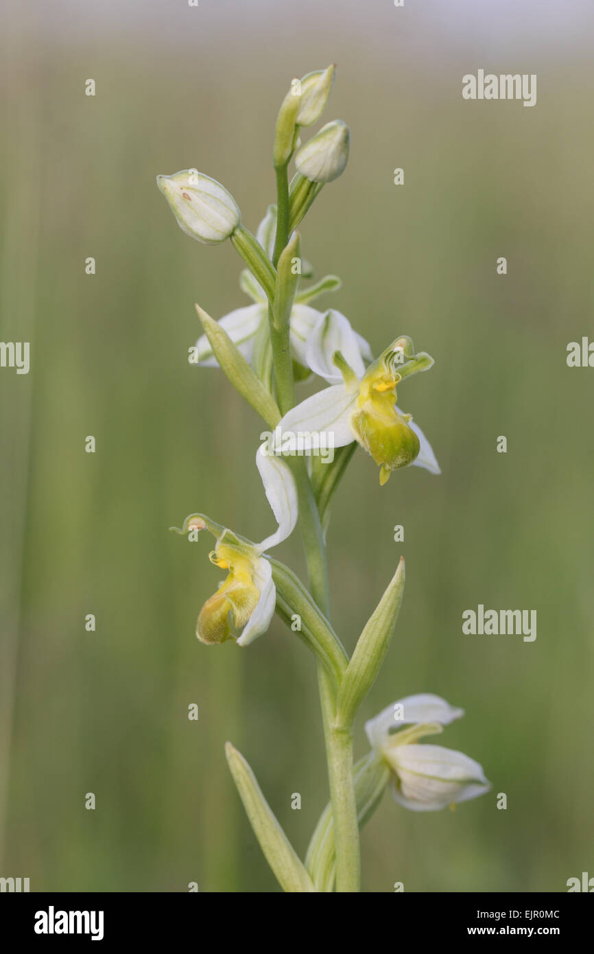 Bee Orchid (Ophrys apifera var. chlorantha) forma pallido, close-up di flowerspike, Foreness Point, isola di Thanet, Kent, Inghilterra, Giugno Foto Stock