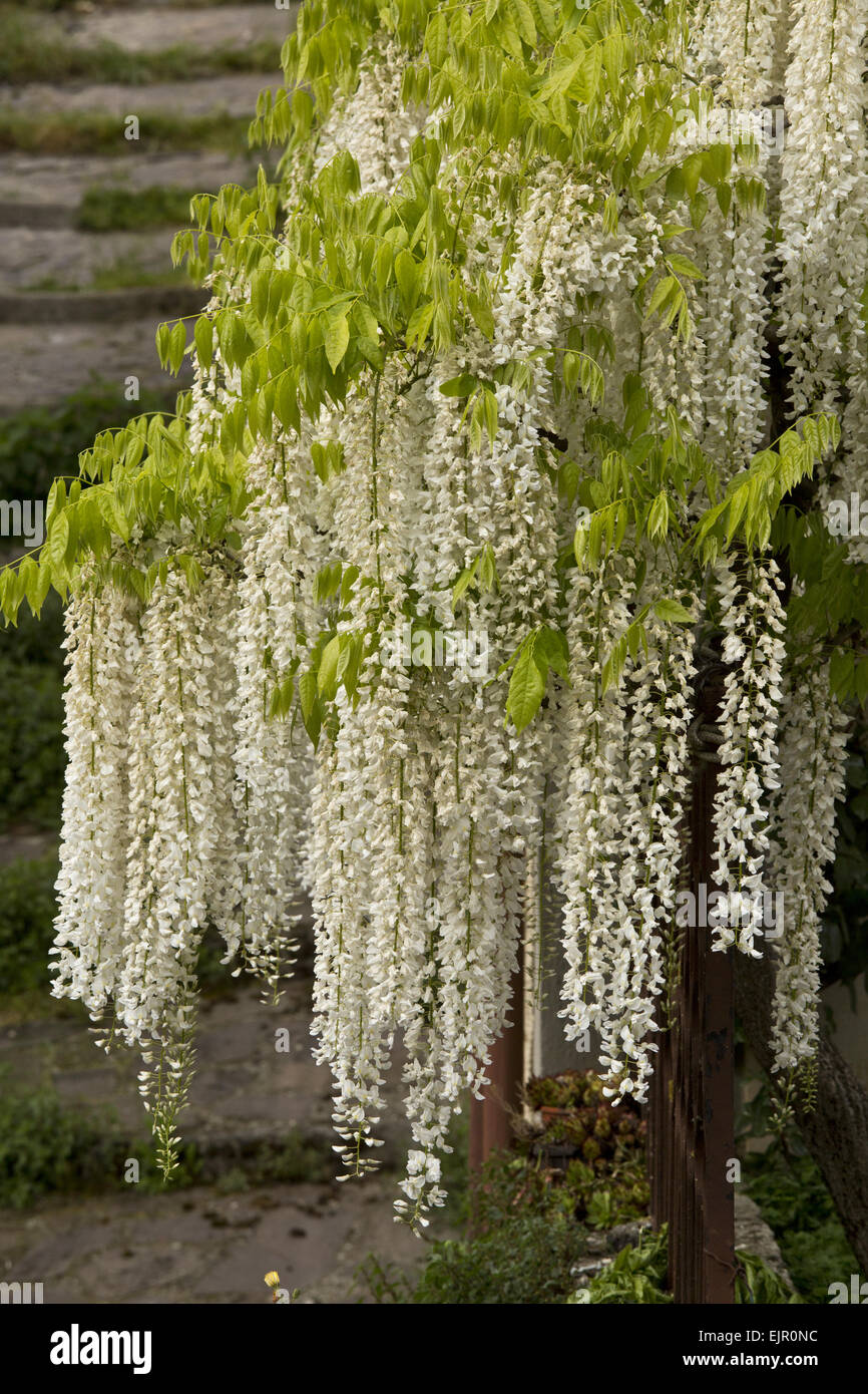 Cinese (Glicine Wisteria sinensis) "Alba", piccole free-standing tree, fioritura, Italia centrale, può Foto Stock