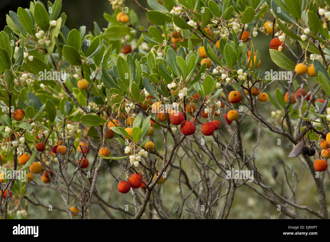 Corbezzolo (Arbutus unedo) in fiore e frutto, a sud-ovest della Francia, ottobre Foto Stock