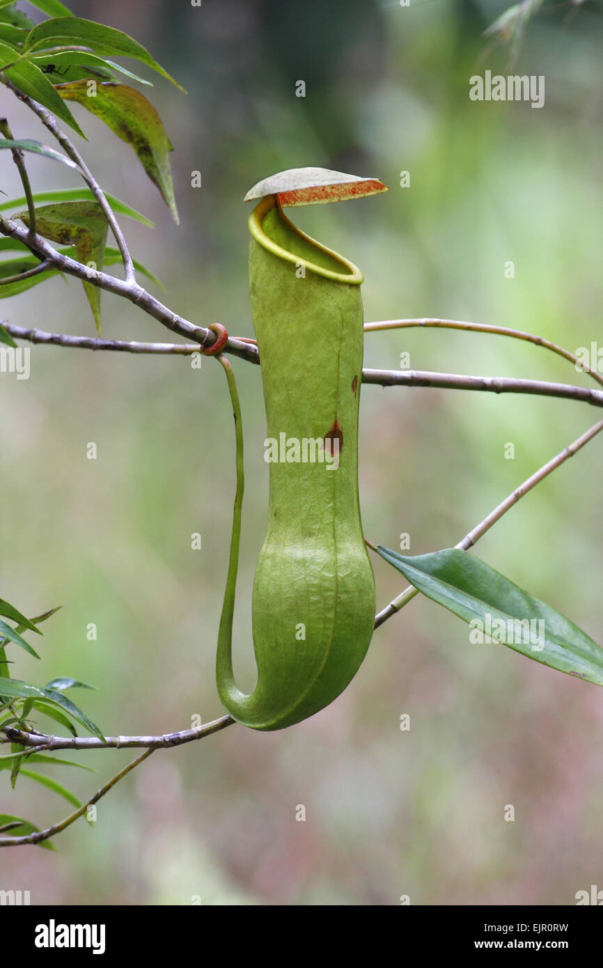 Miracolosa di impianto di distillazione (Nepenthes distillatoria) 'trappola pitfall' formate da foglie modificate, crescendo nella foresta pluviale di pianura, riserva forestale di Sinharaja, Sri Lanka, Gennaio Foto Stock
