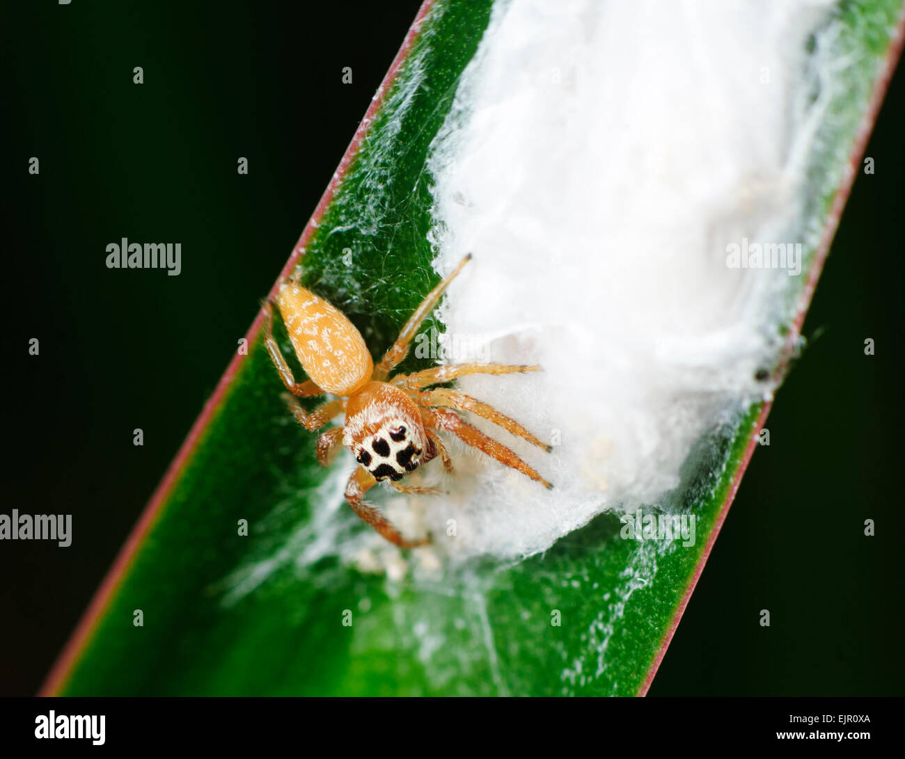 Jumping Spider (Opisthoncus polifemo), Nuovo Galles del Sud, NSW, Australia Foto Stock