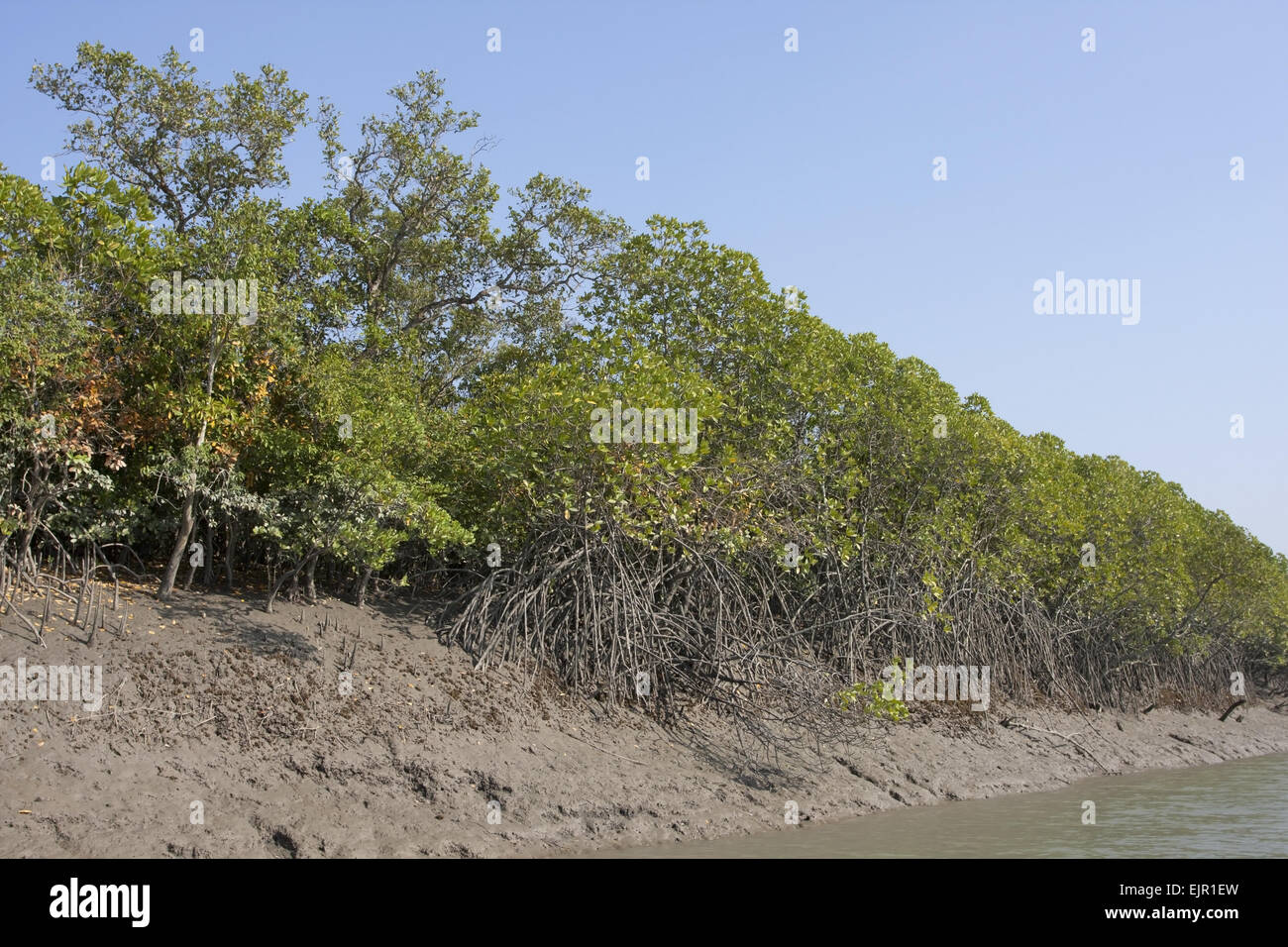 La foresta di mangrovie habitat, Sundarbans, delta del Gange, West Bengal, India, Marzo Foto Stock
