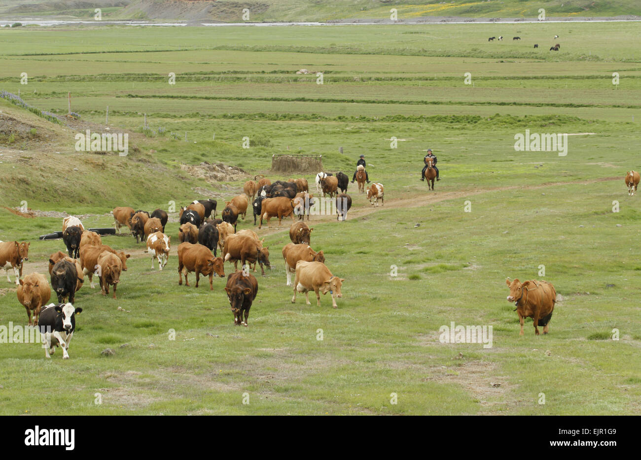 Allevamento di Bestiame, imbrancandosi di vacche da latte a cavallo, Svarfaoardalur, Dalvikurbyggo, Islanda, Giugno Foto Stock