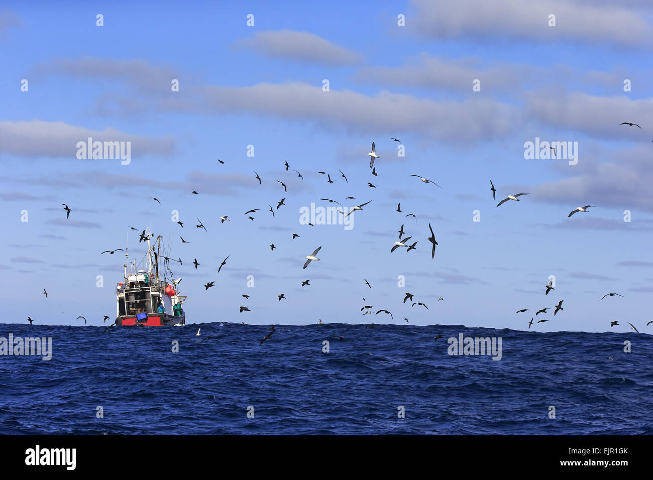 La pesca a strascico in mare, essendo seguita da uccelli marini, compresi albatri e procellarie, Capo di Buona Speranza, Western Cape, Sud Africa, Giugno Foto Stock