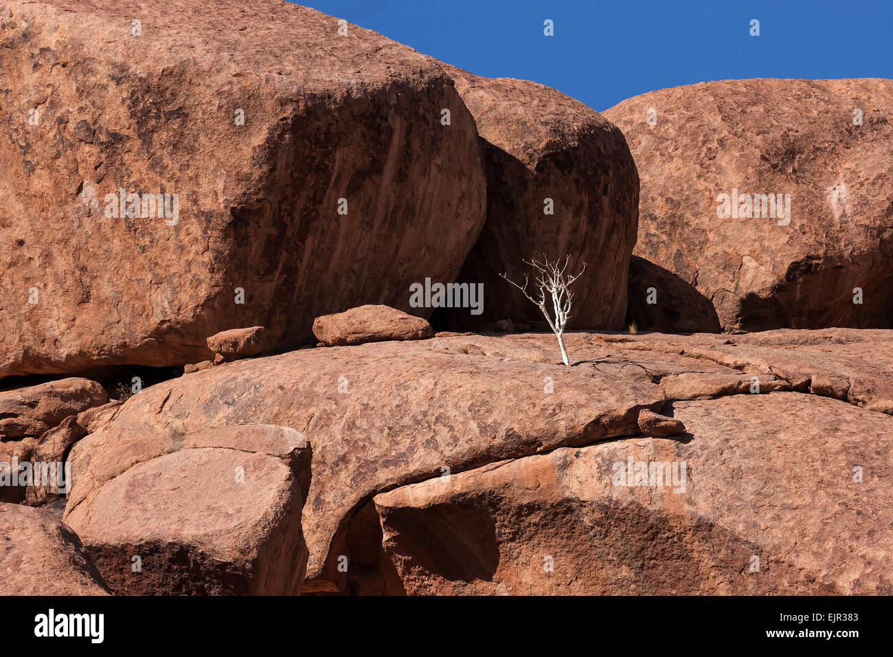 Pastore della struttura (Boscia albitrunca) tra rocce di Twyfelfontein, Namibia Foto Stock