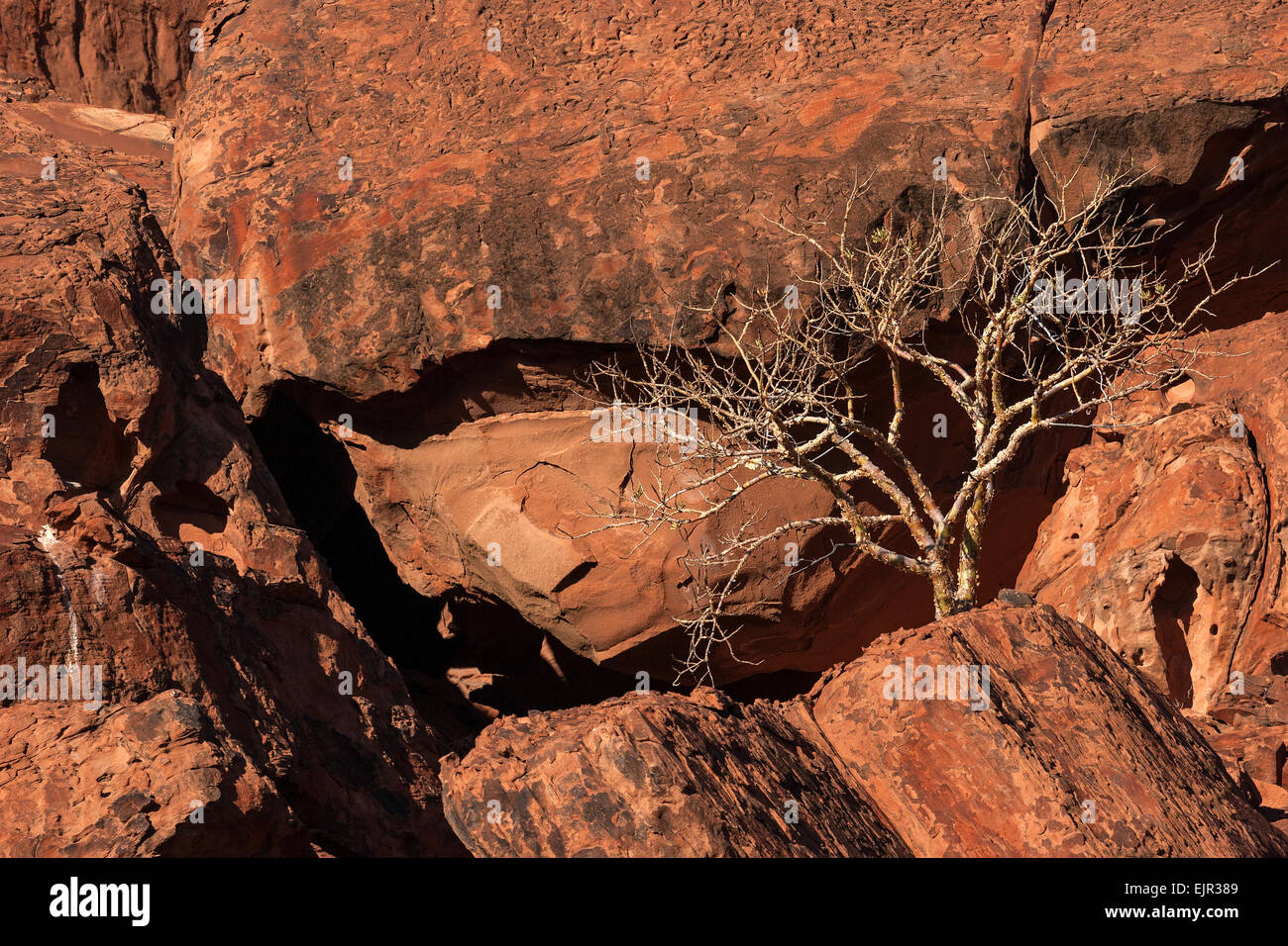 Balsam tree (glaucescens Commiphora) tra rocce, Twyfelfontein, Namibia Foto Stock