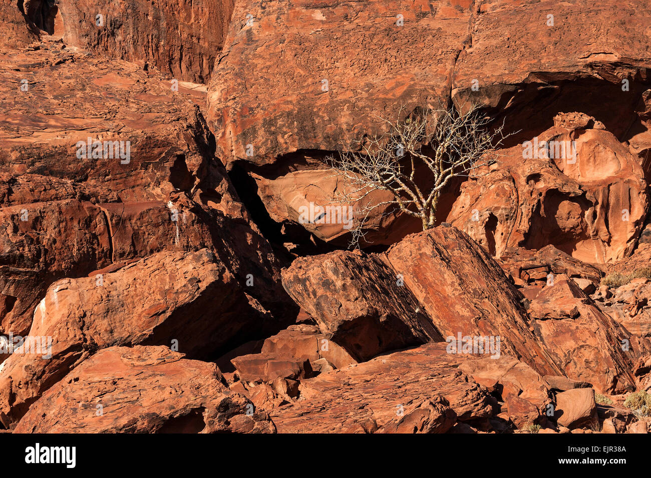 Balsam tree (glaucescens Commiphora) tra rocce, Twyfelfontein, Namibia Foto Stock