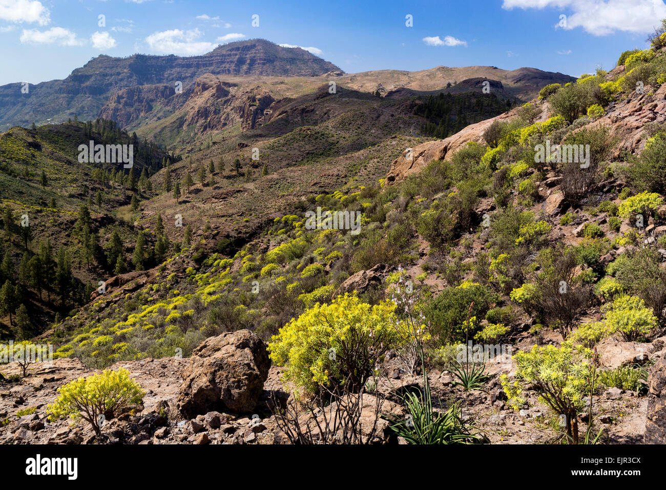 Paesaggio di montagna con la flora di Soria, Gran Canaria Isole Canarie Spagna Foto Stock