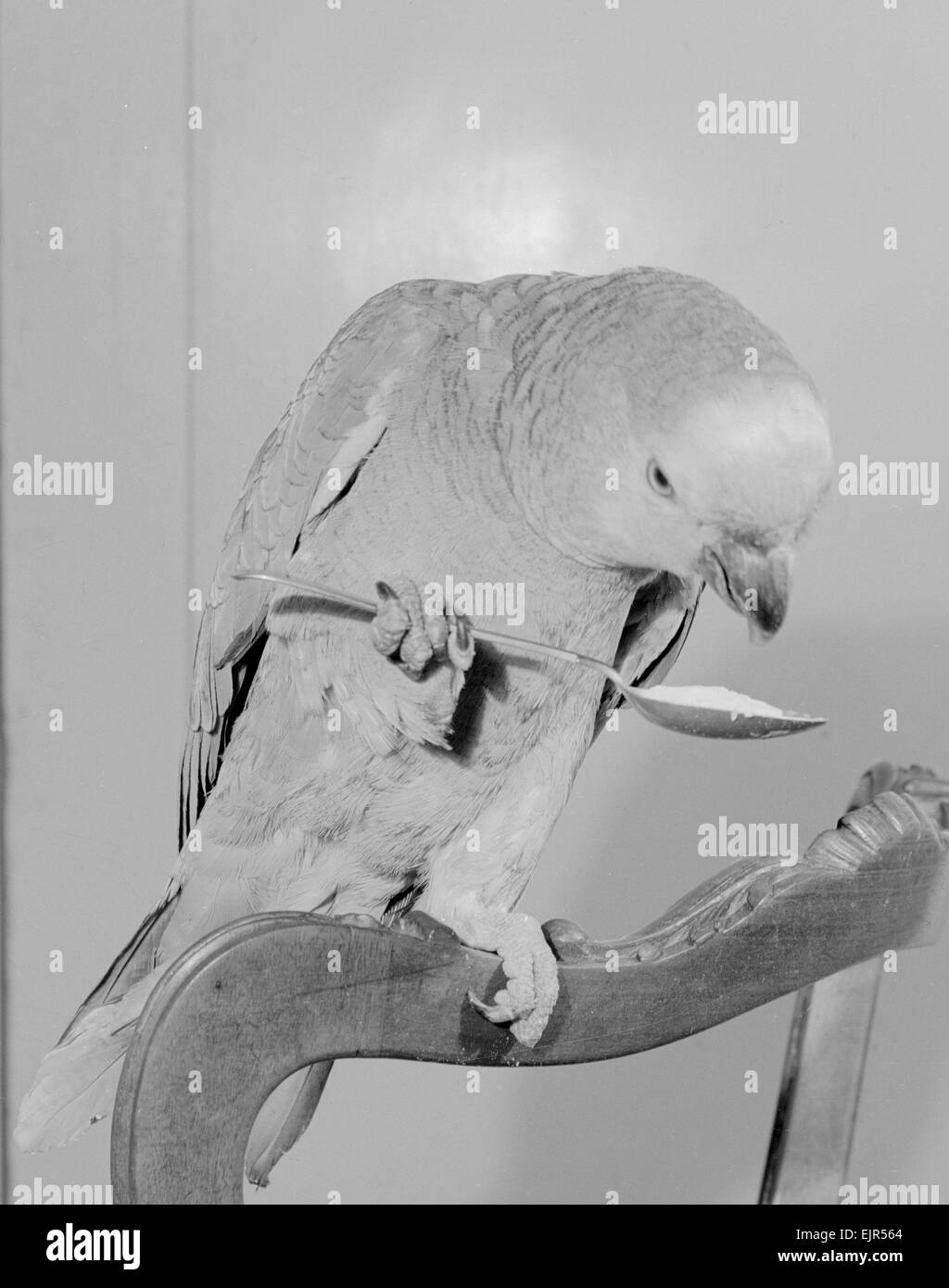 Pietro il 100 anno vecchio parrot preferisce mangiare con il cucchiaio, visto qui nella sua casa di Chelsea. 7 Novembre 1952.Caption locale *** watscan - - 21/01/2010 Foto Stock