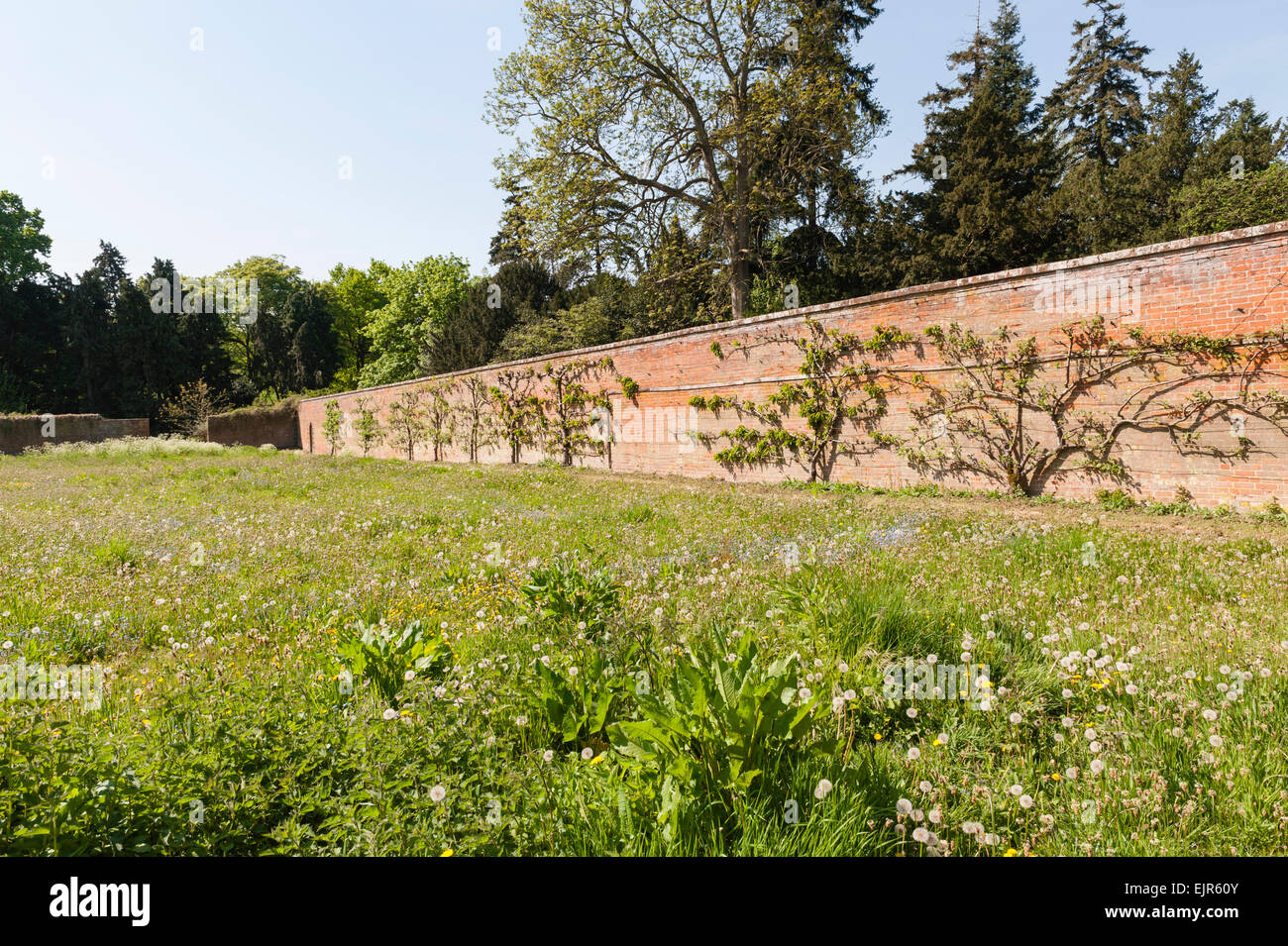 Espaliered alberi da frutto in un enorme abbandonato cucina walled garden appartenente ad una vecchia casa di campagna inglese in East Anglia, REGNO UNITO Foto Stock