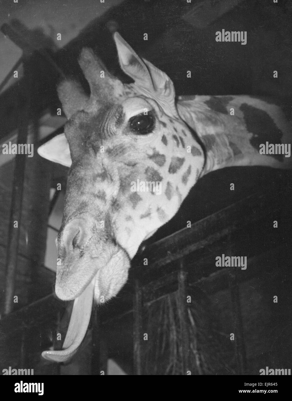 Judy giraffa visto qui nel suo maneggio presso lo Zoo di Bristol 1 Dicembre 1952 Foto Stock