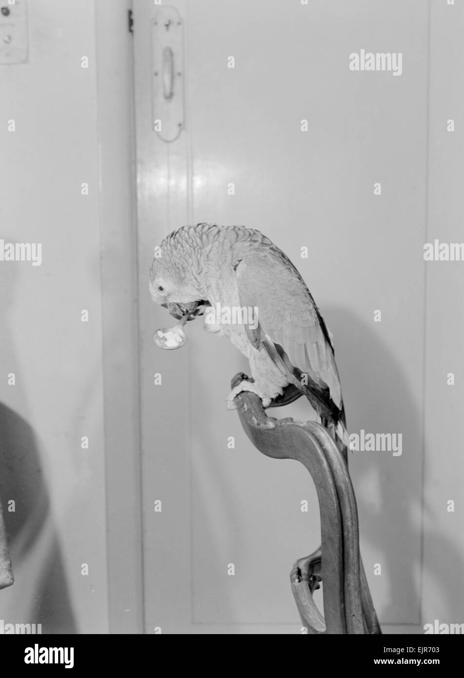 Pietro il 100 anno vecchio parrot preferisce mangiare con il cucchiaio, visto qui nella sua casa di Chelsea. 7 Novembre 1952.Caption locale *** watscan - - 21/01/2010 Foto Stock