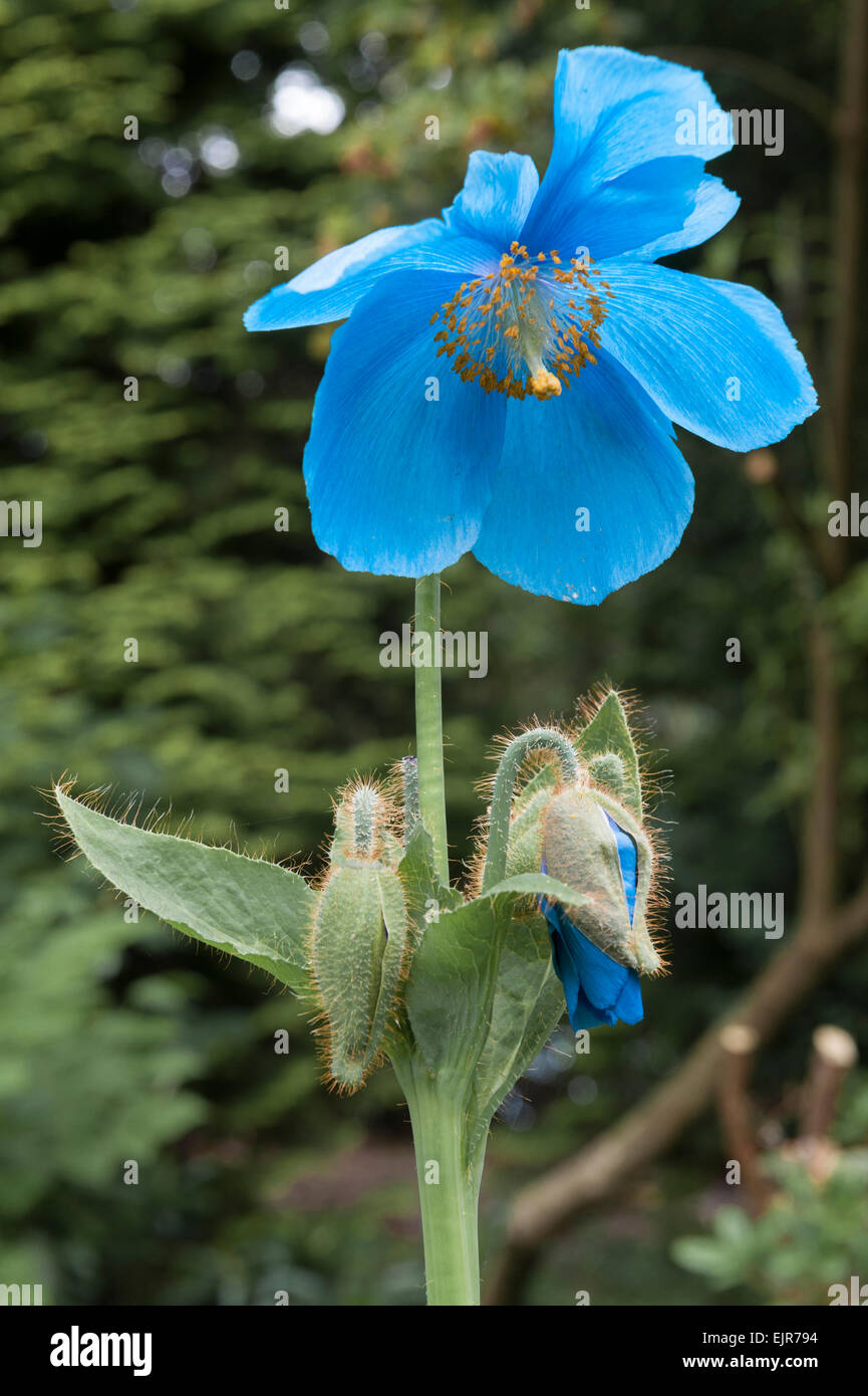 Meconopsis betonicifolia, Himalayan Blue papavero, in un giardino di Gallese Foto Stock