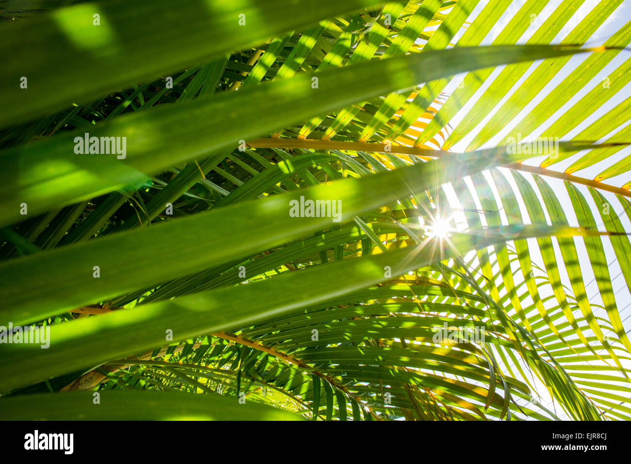 Basso angolo vista del sole che splende attraverso le fronde delle palme Foto Stock