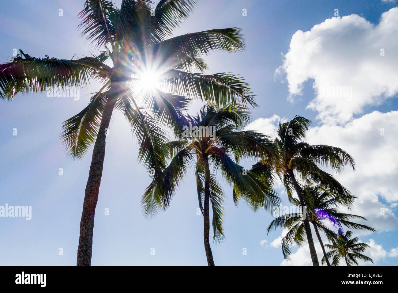 Basso angolo vista del sole che splende attraverso le palme Foto Stock