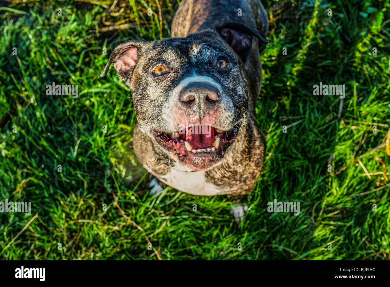Angolo di alta vista del cane in erba Foto Stock