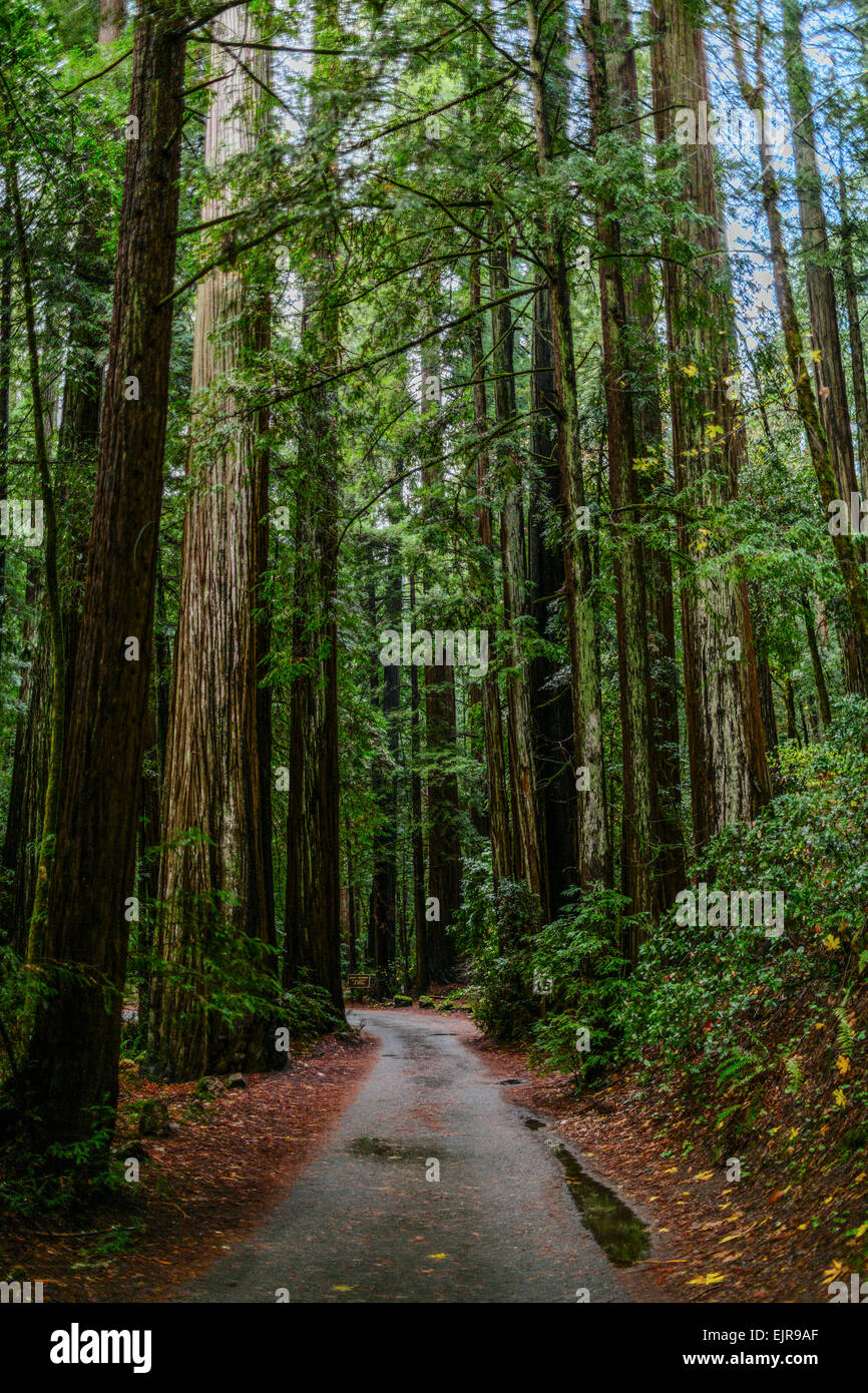 La sporcizia percorso attraverso gli alti alberi in foresta Foto Stock