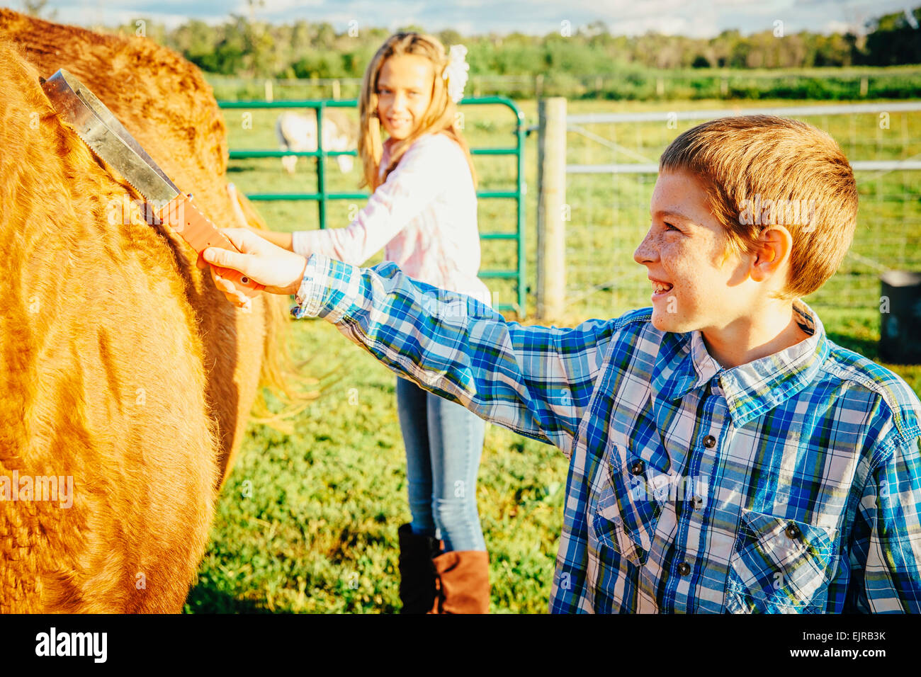 Bambini caucasici spazzolare i capelli di cavallo il ranch Foto Stock