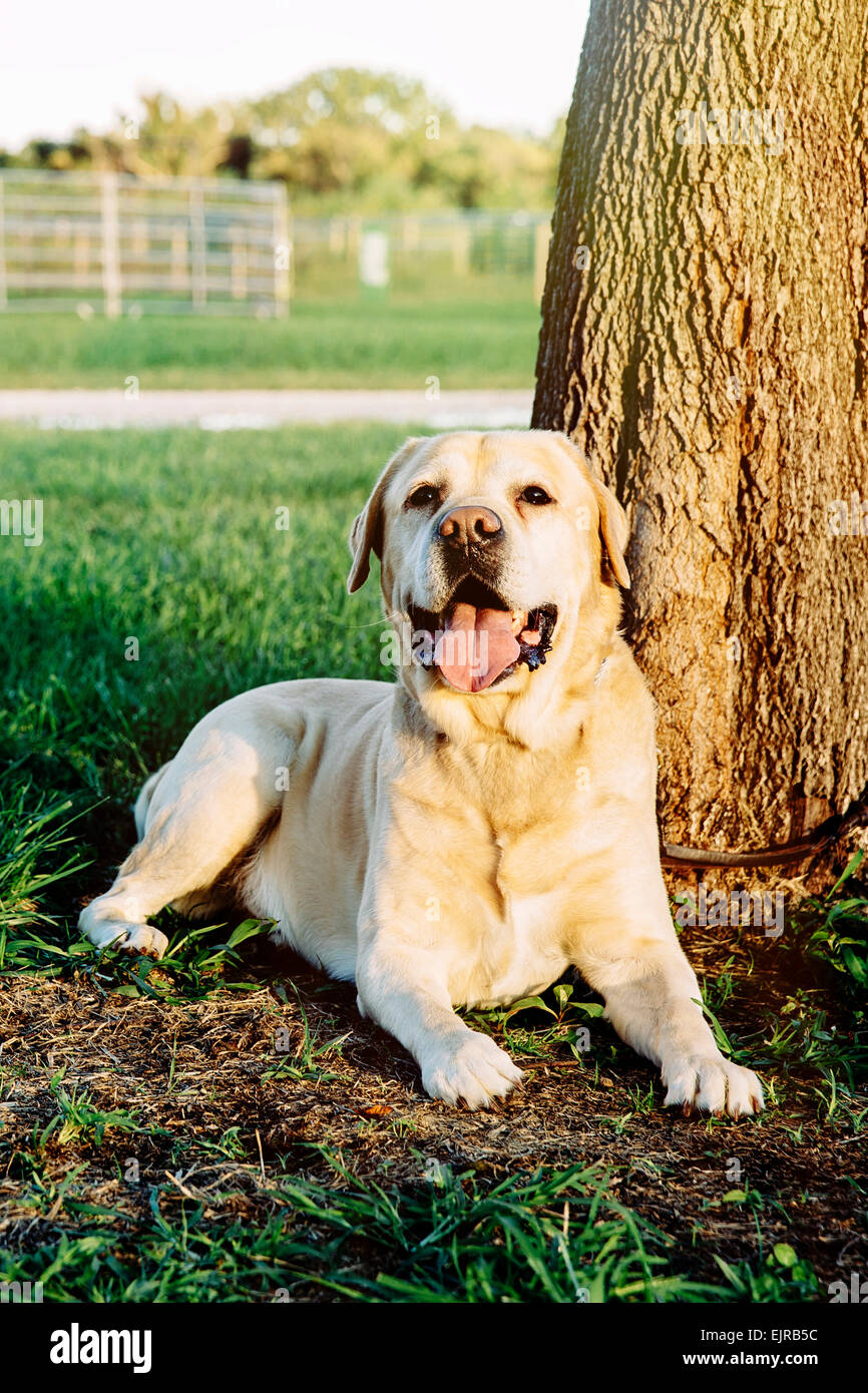 Ansimando dog sitter sotto agli alberi Foto Stock