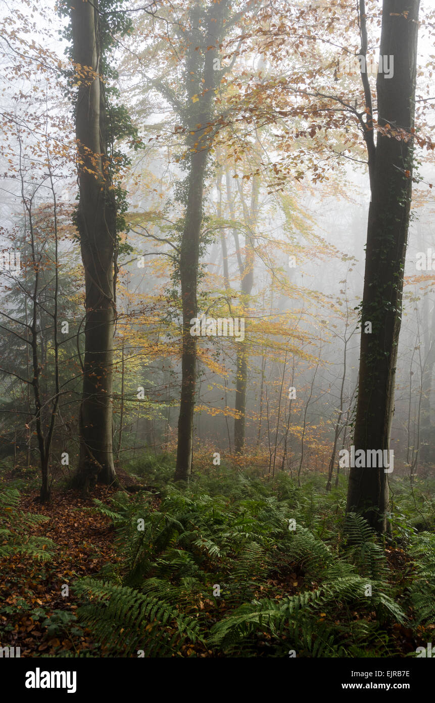 La nebbia nel bosco. Una nebbiosa mattina di autunno a Leigh Woods al di fuori di Bristol, Inghilterra, Regno Unito Foto Stock