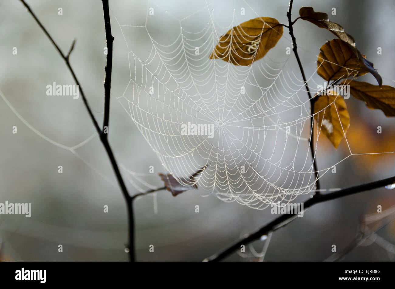 La nebbia nel bosco. Una tela di ragno formata nel sottobosco in una nebbiosa mattina di autunno a Leigh Woods, Bristol, Inghilterra, Regno Unito Foto Stock