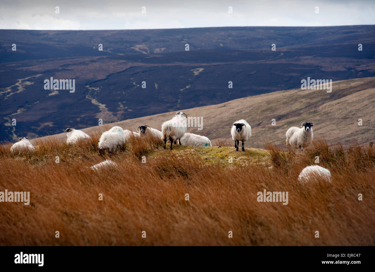 La Scozia e Inghilterra confine a Carter Bar un passaggio situato in corrispondenza della sommità di Redesdale in Cheviot Hills, ad un'altitudine di 418 m. Foto Stock