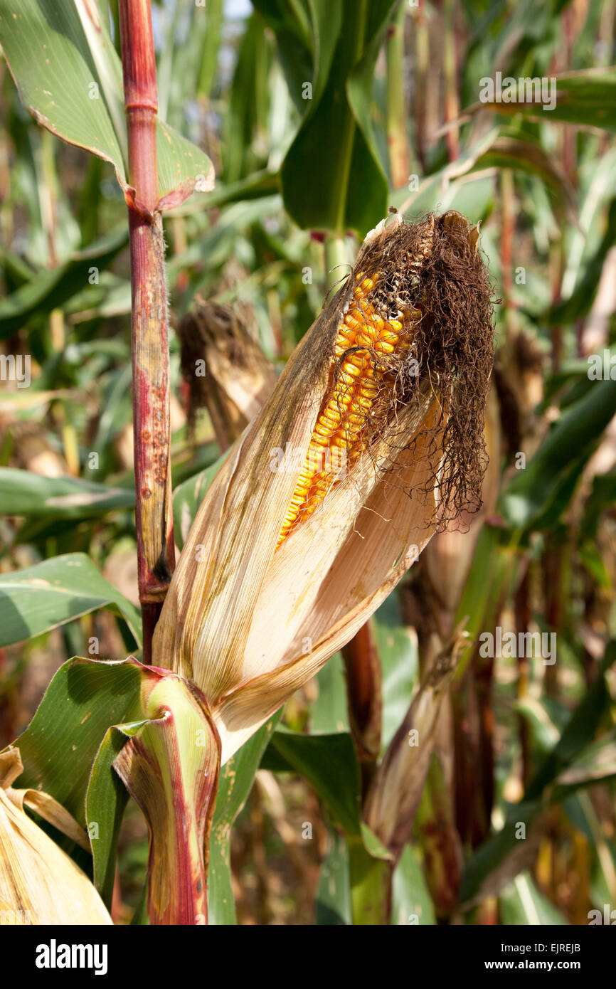 Una spiga di grano rimane sul peduncolo con lo stampo e la formazione di muffa. Il kernals superiore sono stati mangiati lontano. Foto Stock