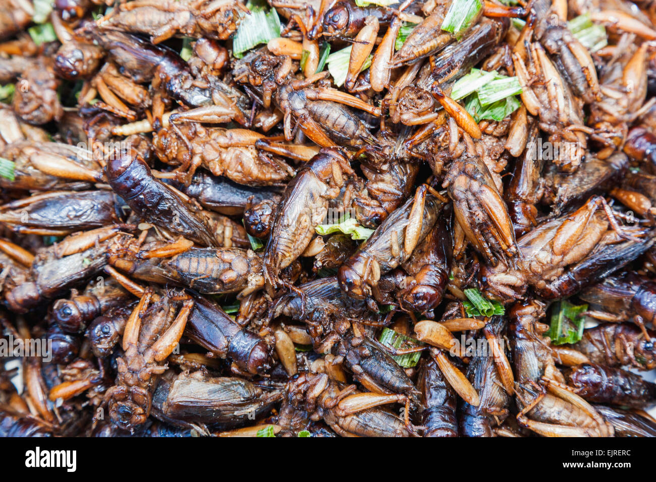 Thailandia Chiang Mai, Warorot Market, Shop Display di scarafaggi cotti Foto Stock