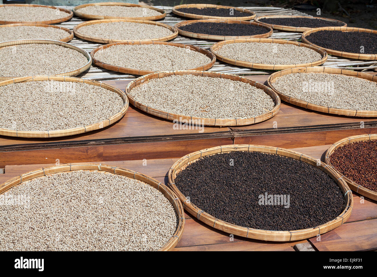 Pepe naturalmente essiccazione su il sole in Kep - pepe plantation, Cambogia, Asia Foto Stock