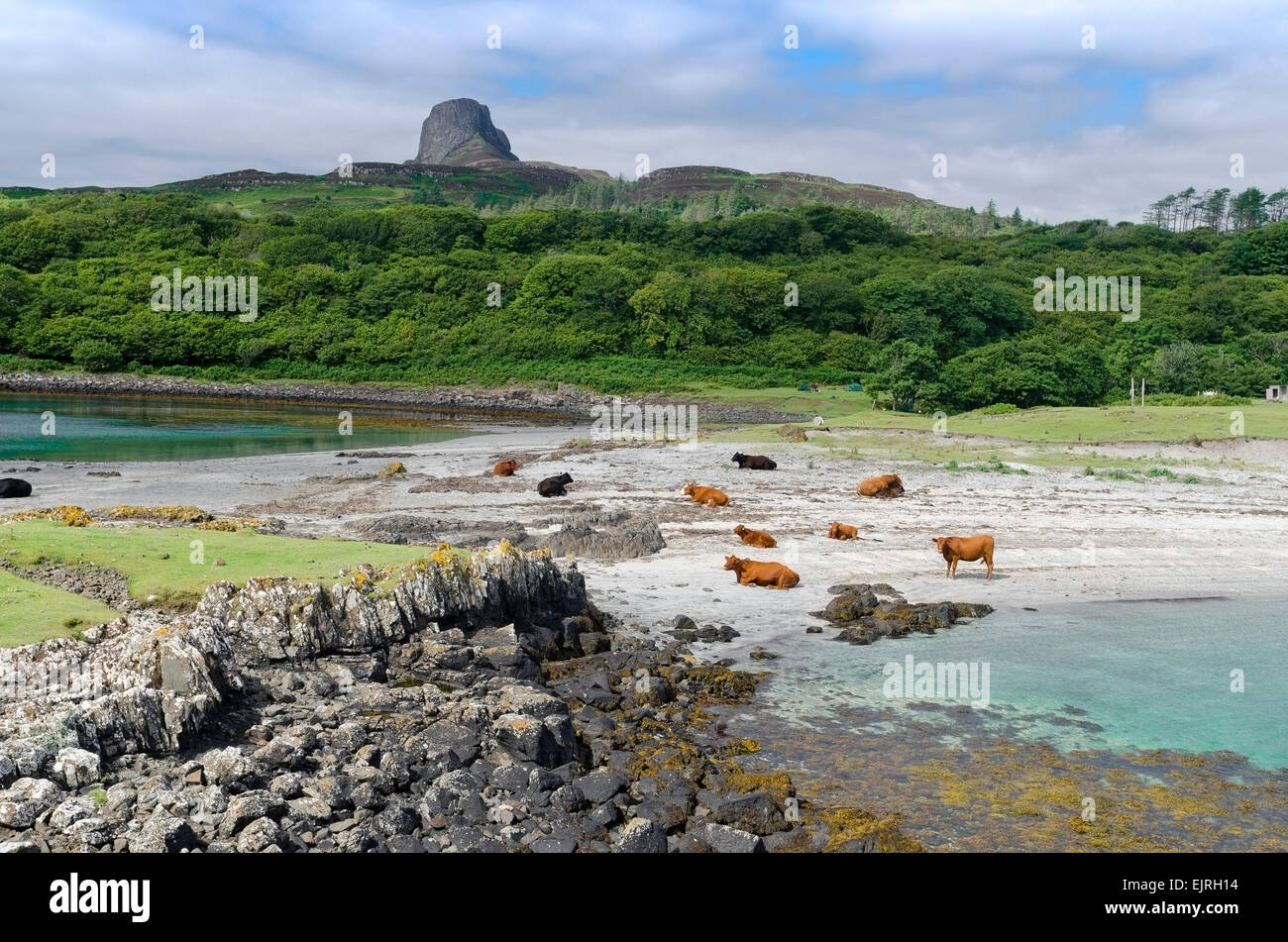 Scaur di eigg beach con il bestiame sulle piccole isole Foto Stock