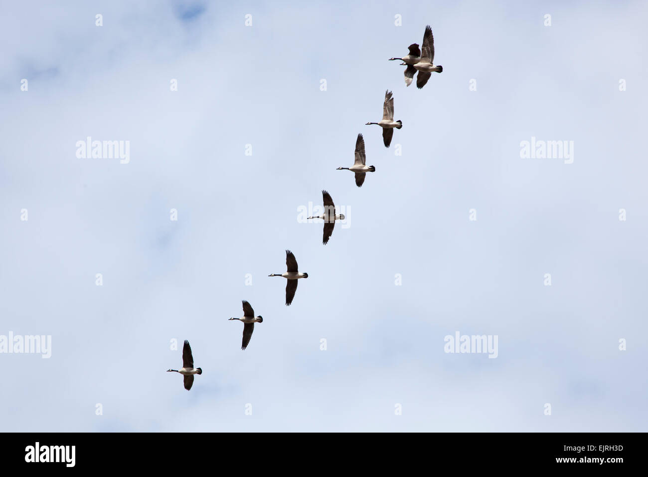 Un branco di oche del Canada volare insieme attraverso un cielo nuvoloso Foto Stock