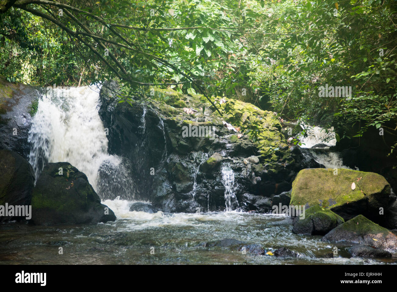 Raleigh cascata, riserva naturale del Suriname centrale, Suriname Foto Stock