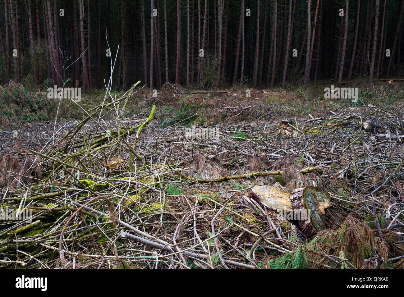 Pino abbattuto in una commissione forestale bosco. Foto Stock