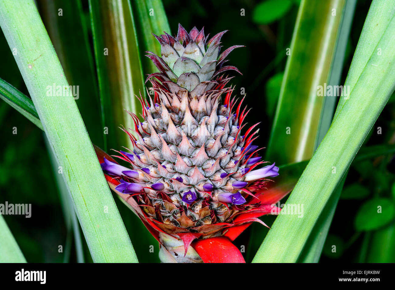 Giovani ananas frutta Foto Stock